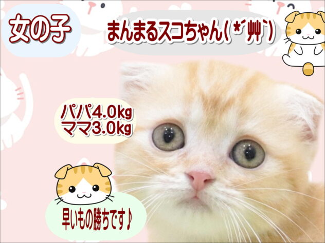 大阪府のスコティッシュフォールド (アミーゴ鳳店/2025年9月2日生まれ/女の子/レッドタビー)の子猫