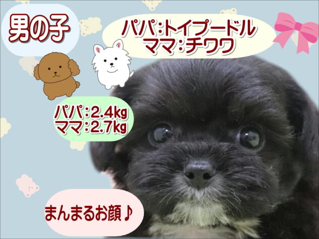 大阪府のハーフ犬・ミックス犬 (アミーゴ鳳店/2025年8月25日生まれ/男の子/ブラック)の子犬