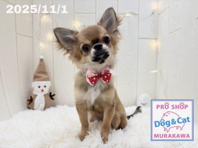 広島県のチワワ(ロング) (アミーゴ大町店/2025年5月11日生まれ/女の子/フォーン)の子犬の1枚目の画像