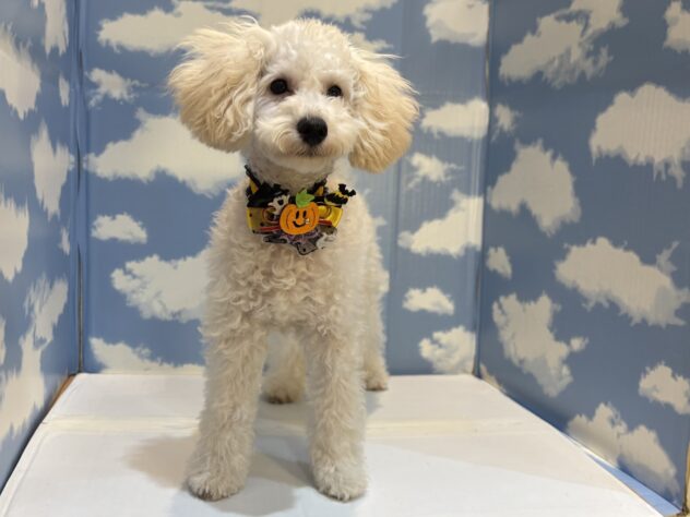 山形県のトイプードル(トイ) (アミーゴ山形南店/2025年6月11日生まれ/女の子/ホワイト)の子犬の1枚目の画像