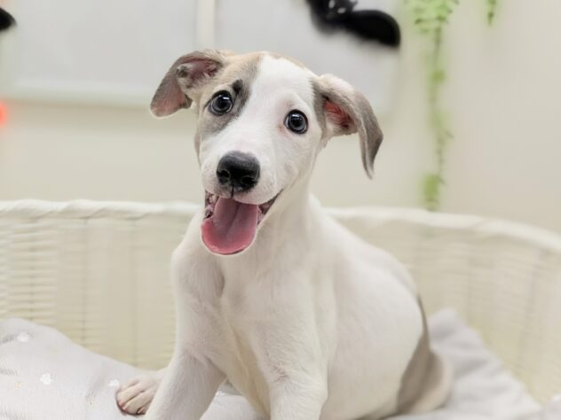 福島県のウィペット (アミーゴ会津若松店/2025年8月24日生まれ/男の子/フォーンホワイト)の子犬の3枚目の画像