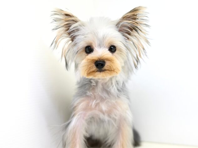 岡山県のヨークシャーテリア (アミーゴ大安寺店/2025年4月15日生まれ/男の子/スチールブルータン)の子犬の1枚目の画像