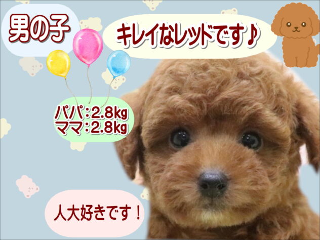 大阪府のトイプードル(トイ) (アミーゴ鳳店/2025年9月1日生まれ/男の子/レッド)の子犬の1枚目の画像