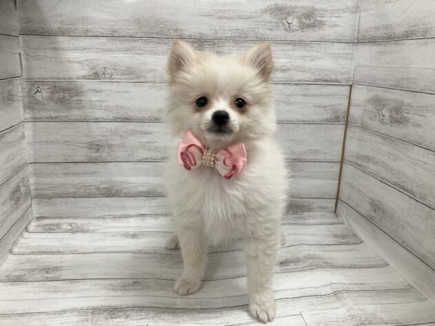 福島県のポメラニアン (アミーゴ小名浜店/2025年8月1日生まれ/女の子/クリーム)の子犬の1枚目の画像