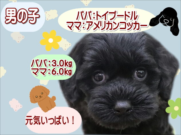 大阪府のハーフ犬・ミックス犬 (アミーゴ鳳店/2025年8月26日生まれ/男の子/ブラック)の子犬