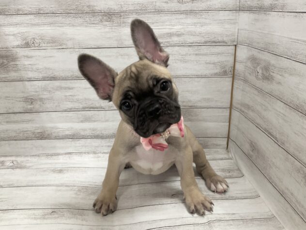 福島県のフレンチブルドッグ (アミーゴ小名浜店/2025年8月10日生まれ/女の子/フォーン)の子犬