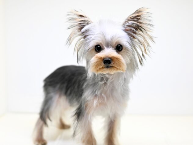 岡山県のヨークシャーテリア (アミーゴ大安寺店/2025年4月15日生まれ/男の子/スチールブルータン)の子犬の4枚目の画像