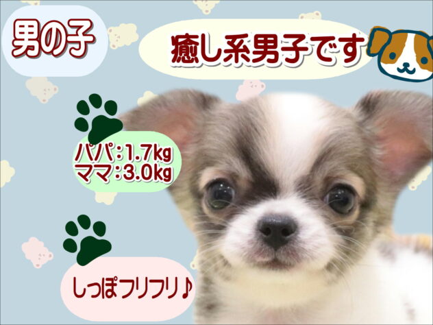 大阪府のチワワ(ロング) (アミーゴ鳳店/2025年9月2日生まれ/男の子/パーティーカラー)の子犬の1枚目の画像