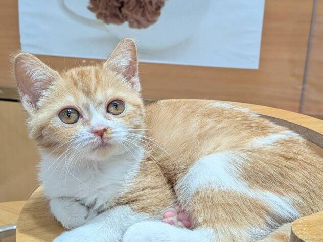 福島県のミヌエット (アミーゴ福島南店/2025年7月16日生まれ/女の子/レッドタビーホワイト)の子猫の2枚目の画像