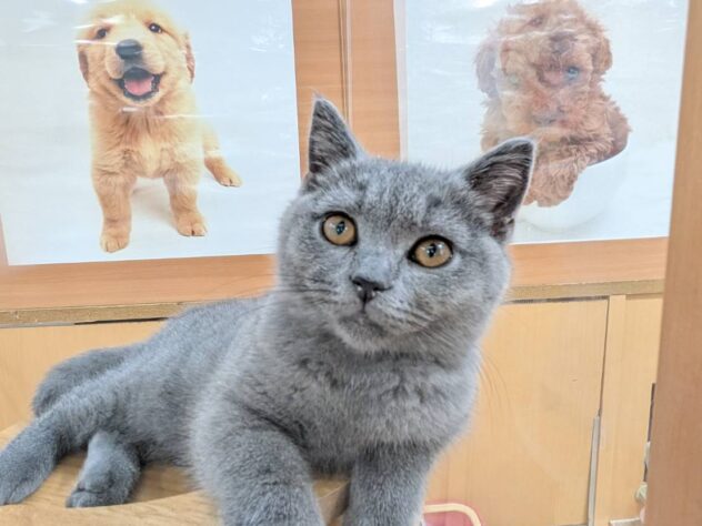 福島県のブリティッシュショートヘアー (アミーゴ福島南店/2025年7月14日生まれ/女の子/ブルー)の子猫