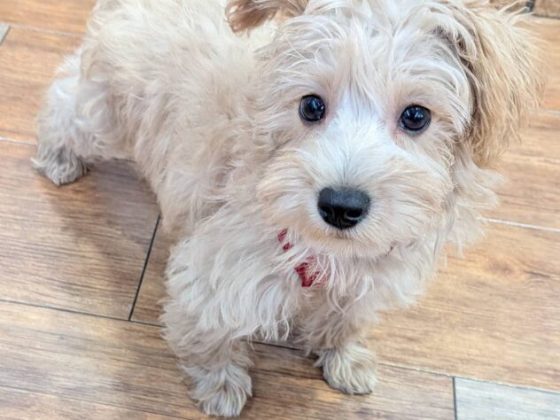 福島県のハーフ犬・ミックス犬 (アミーゴ福島南店/2025年7月24日生まれ/女の子/アプリコット)の子犬