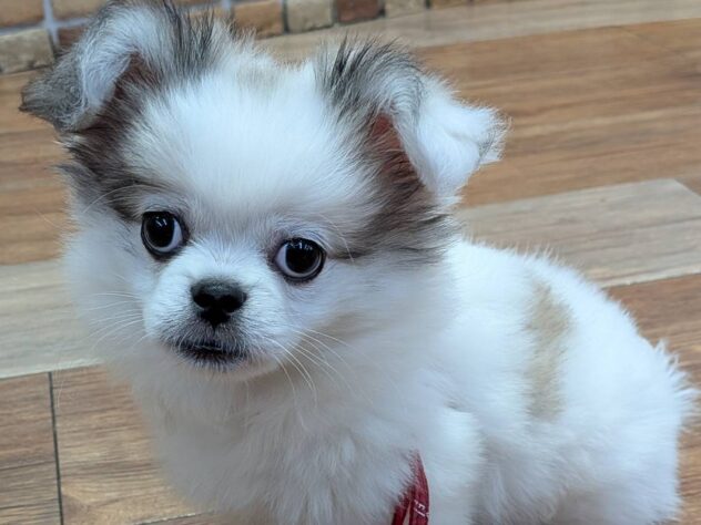 2025年7月28日生まれのハーフ犬・ミックス犬の1枚目の写真