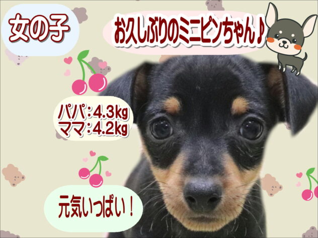 大阪府のミニチュアピンシャー (アミーゴ鳳店/2025年9月2日生まれ/女の子/ブラックタン)の子犬