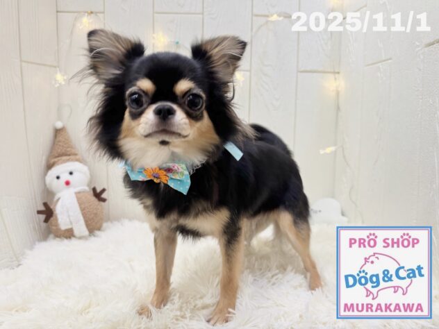 広島県のチワワ(ロング) (アミーゴ大町店/2025年1月11日生まれ/女の子/ブラックタン)の子犬の1枚目の画像