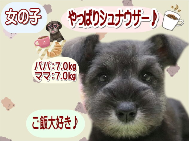 大阪府のミニチュアシュナウザー (アミーゴ鳳店/2025年8月28日生まれ/女の子/ソルトペッパー)の子犬