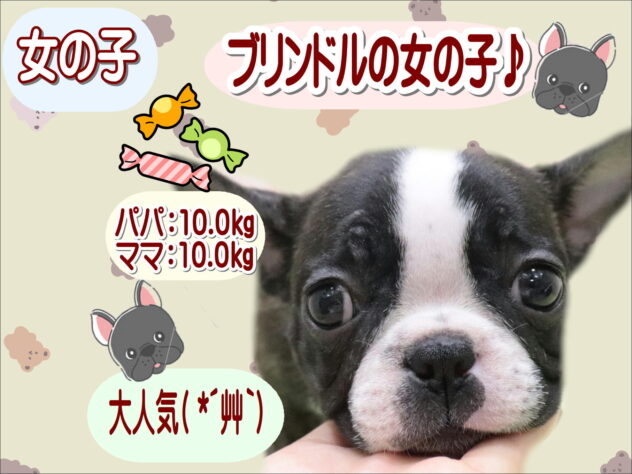 大阪府のフレンチブルドッグ (アミーゴ鳳店/2025年8月29日生まれ/女の子/ブリンドル)の子犬