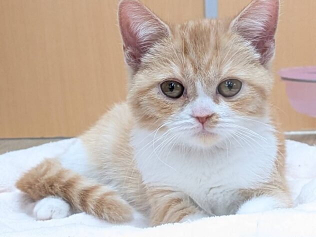 福島県のミヌエット (アミーゴ福島南店/2025年7月16日生まれ/女の子/レッドタビーホワイト)の子猫の1枚目の画像