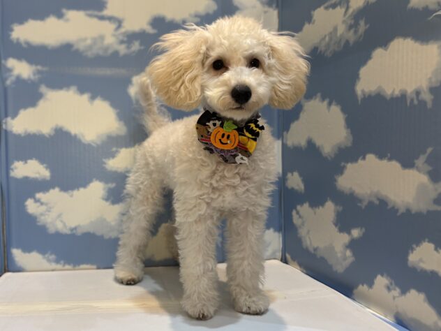 山形県のトイプードル(トイ) (アミーゴ山形南店/2025年6月11日生まれ/女の子/ホワイト)の子犬の2枚目の画像