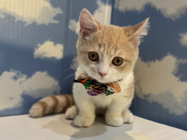 山形県のマンチカン (アミーゴ山形南店/2025年7月5日生まれ/男の子/クリームマッカレルタビーホワイト)の子猫の1枚目の画像