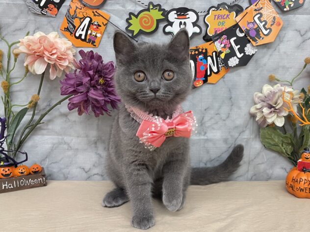 山形県のブリティッシュショートヘアー (アミーゴ酒田店/2025年8月25日生まれ/女の子/ブルー)の子猫の1枚目の画像