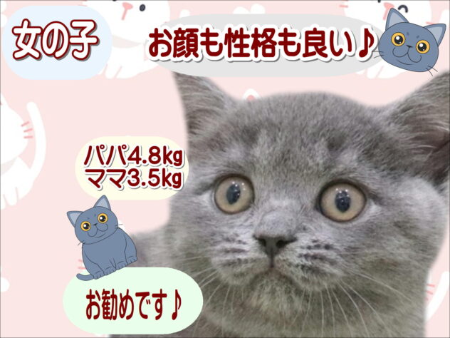 大阪府のブリティッシュショートヘアー (アミーゴ鳳店/2025年9月2日生まれ/女の子/ブルー)の子猫の1枚目の画像