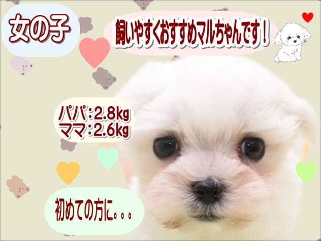大阪府のマルチーズ (アミーゴ鳳店/2025年8月26日生まれ/女の子/ホワイト)の子犬