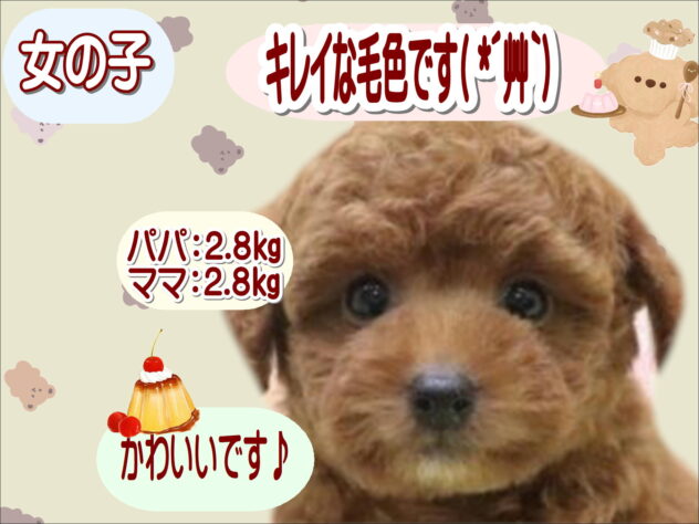 大阪府のトイプードル(トイ) (アミーゴ鳳店/2025年9月1日生まれ/女の子/レッド)の子犬の1枚目の画像