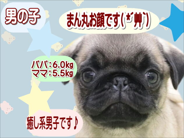 大阪府のパグ (アミーゴ鳳店/2025年8月19日生まれ/男の子/フォーン)の子犬の1枚目の画像