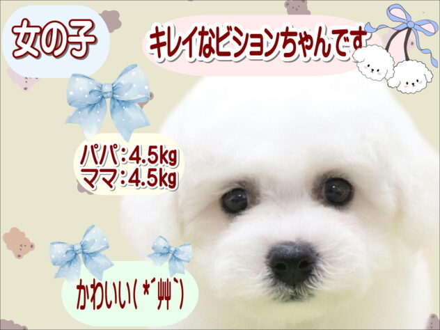 大阪府のビションフリーゼ (アミーゴ鳳店/2025年8月16日生まれ/女の子/ホワイト)の子犬の1枚目の画像