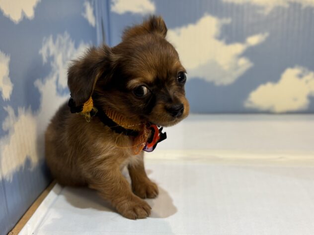 山形県のハーフ犬・ミックス犬 (アミーゴ山形南店/2025年8月26日生まれ/男の子/レッド)の子犬の2枚目の画像