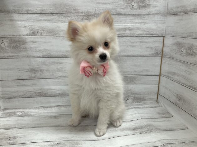 福島県のポメラニアン (アミーゴ小名浜店/2025年8月1日生まれ/女の子/クリーム)の子犬の2枚目の画像