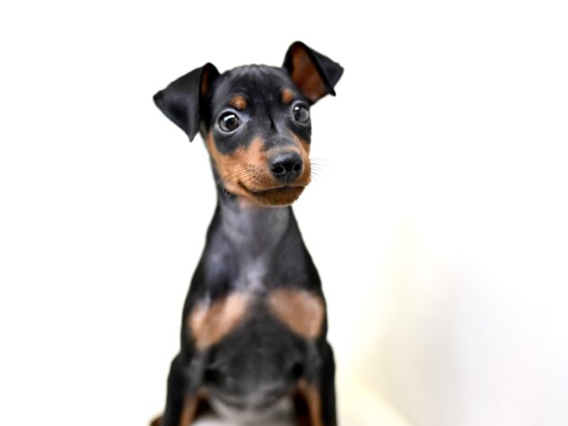 岡山県のミニチュアピンシャー (アミーゴ大安寺店/2025年8月19日生まれ/女の子/ブラックタン)の子犬の1枚目の画像