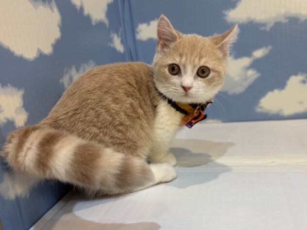 山形県のマンチカン (アミーゴ山形南店/2025年7月5日生まれ/男の子/クリームマッカレルタビーホワイト)の子猫の3枚目の画像