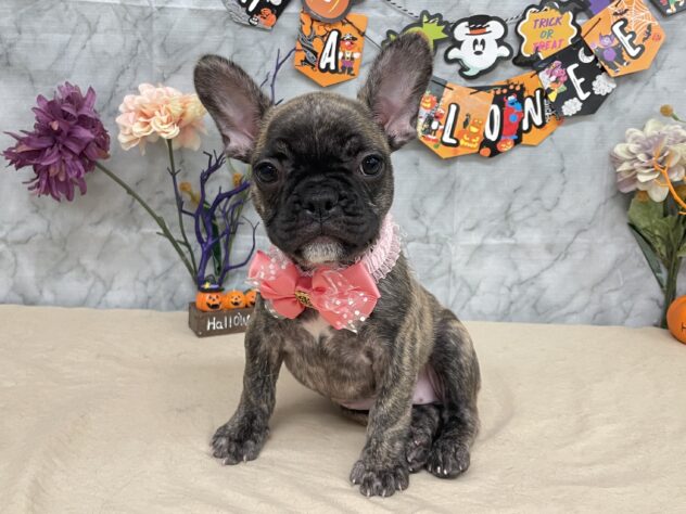 山形県のフレンチブルドッグ (アミーゴ酒田店/2025年8月13日生まれ/女の子/ブリンドル)の子犬