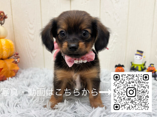 広島県のハーフ犬・ミックス犬 (アミーゴ大町店/2025年8月12日生まれ/女の子/レッド)の子犬の3枚目の画像
