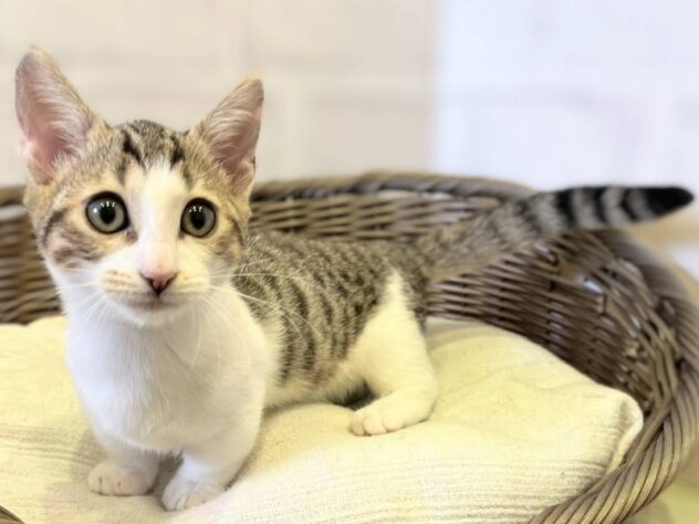 秋田県のジェネッタ (アミーゴ秋田茨島店/2025年7月8日生まれ/女の子/ブラウンスポテッドタビー&ホワイト)の子猫