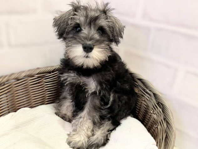 秋田県のミニチュアシュナウザー (アミーゴ秋田茨島店/2025年7月21日生まれ/女の子/ソルトペッパー)の子犬