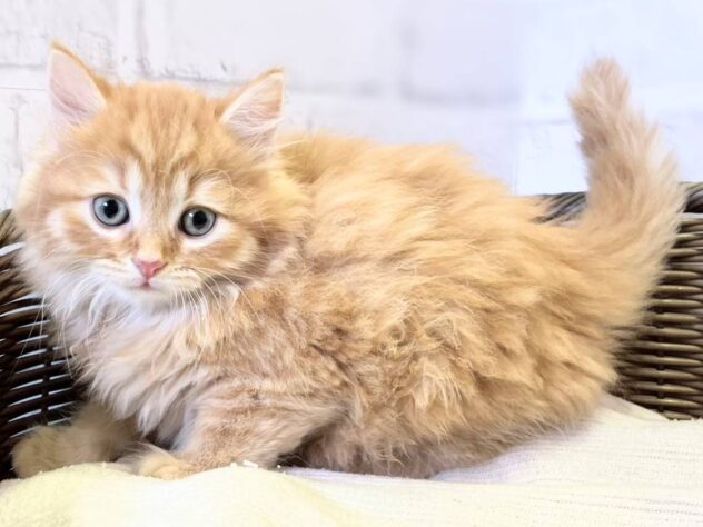 秋田県のミヌエット (アミーゴ秋田茨島店/2025年9月1日生まれ/男の子/レッドタビー)の子猫