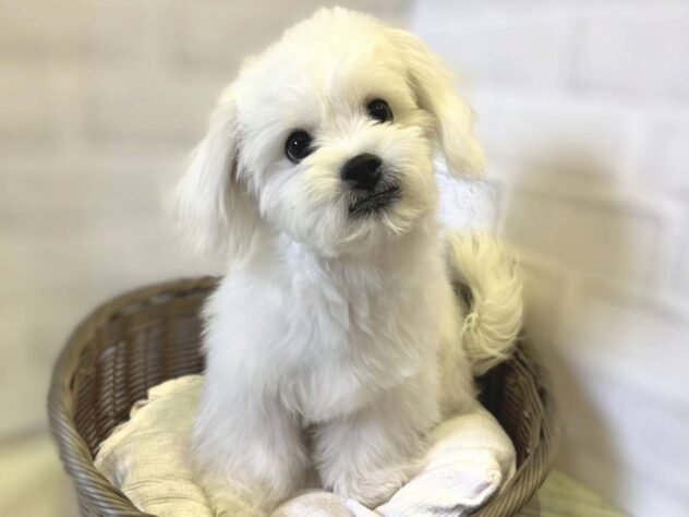 秋田県のハーフ犬・ミックス犬 (アミーゴ秋田茨島店/2025年4月29日生まれ/男の子/06 ホワイト系)の子犬
