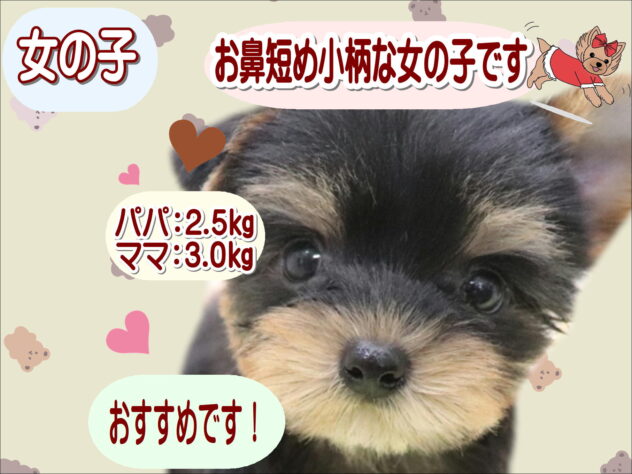 大阪府のヨークシャーテリア (アミーゴ鳳店/2025年8月16日生まれ/女の子/スチールブルータン)の子犬の1枚目の画像