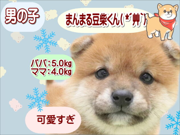 大阪府の豆柴 (アミーゴ鳳店/2025年8月31日生まれ/男の子/赤)の子犬の1枚目の画像