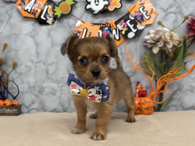 山形県のハーフ犬・ミックス犬 (アミーゴ酒田店/2025年8月26日生まれ/男の子/02 レッド系)の子犬の2枚目の画像