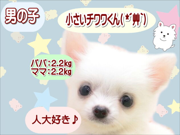 大阪府のチワワ(ロング) (アミーゴ鳳店/2025年8月26日生まれ/男の子/ホワイト)の子犬の1枚目の画像