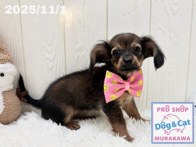 広島県のハーフ犬・ミックス犬 (アミーゴ大町店/2025年8月12日生まれ/女の子/レッド)の子犬