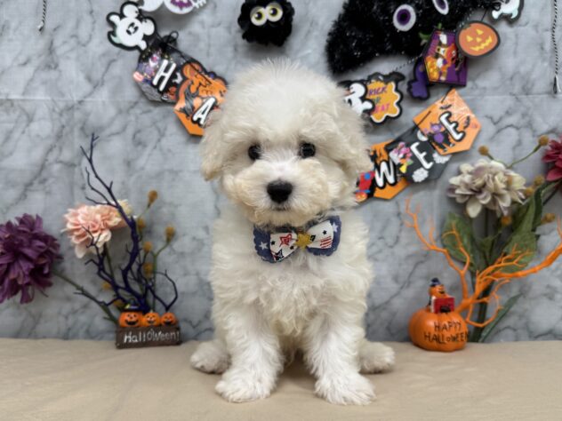 2025年8月3日生まれのビションフリーゼの2枚目の写真