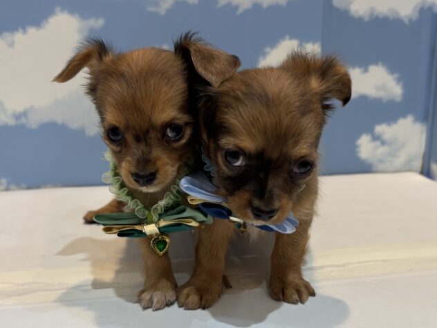 山形県のハーフ犬・ミックス犬 (アミーゴ山形南店/2025年8月26日生まれ/男の子/レッド)の子犬の3枚目の画像