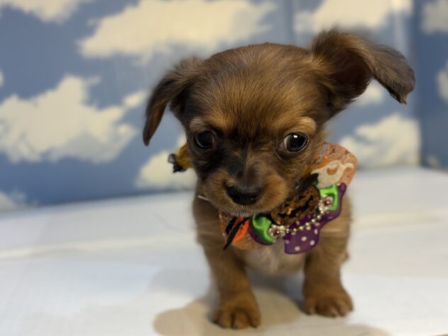 山形県のハーフ犬・ミックス犬 (アミーゴ山形南店/2025年8月26日生まれ/男の子/レッド)の子犬の1枚目の画像