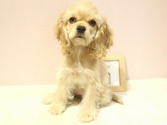 兵庫県のアメリカンコッカースパニエル (ペット・プラザ アミーゴ明石魚住店/2025年7月20日生まれ/女の子/バフ)の子犬の1枚目の画像