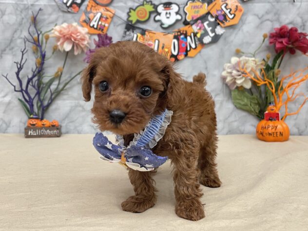 山形県のトイプードル(トイ) (アミーゴ酒田店/2025年8月18日生まれ/男の子/レッド)の子犬の2枚目の画像