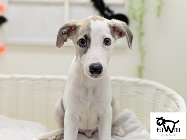 福島県のウィペット (アミーゴ会津若松店/2025年8月24日生まれ/男の子/フォーンホワイト)の子犬の1枚目の画像